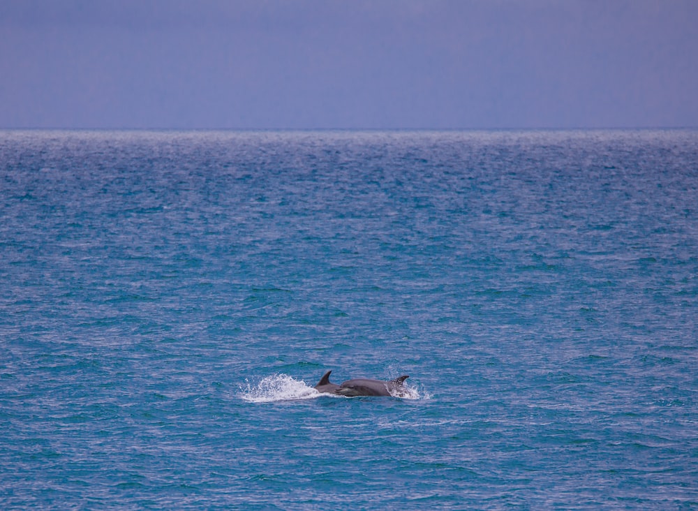 black whale in the middle of ocean during daytime