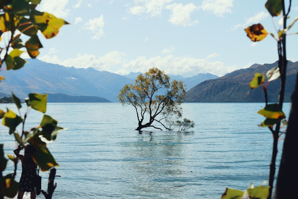 brown tree on body of water during daytime