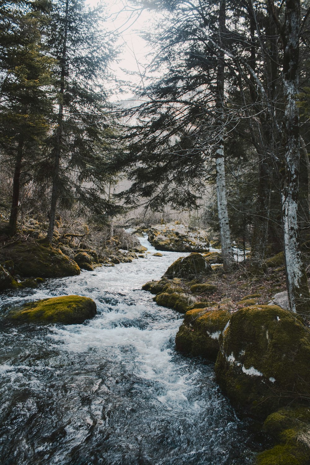 rivière au milieu des arbres