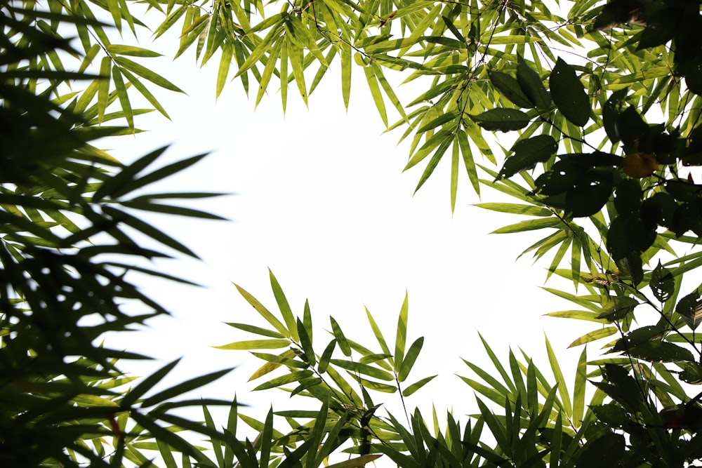 green leaves under white sky during daytime