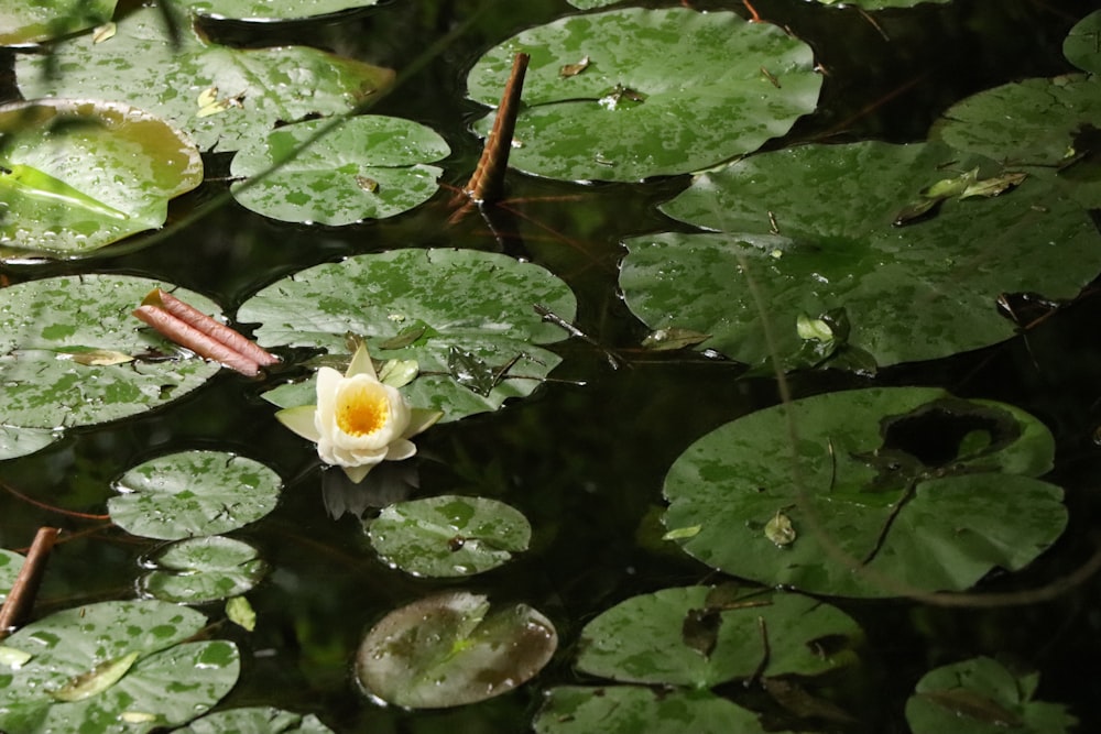 white flower on green leaves