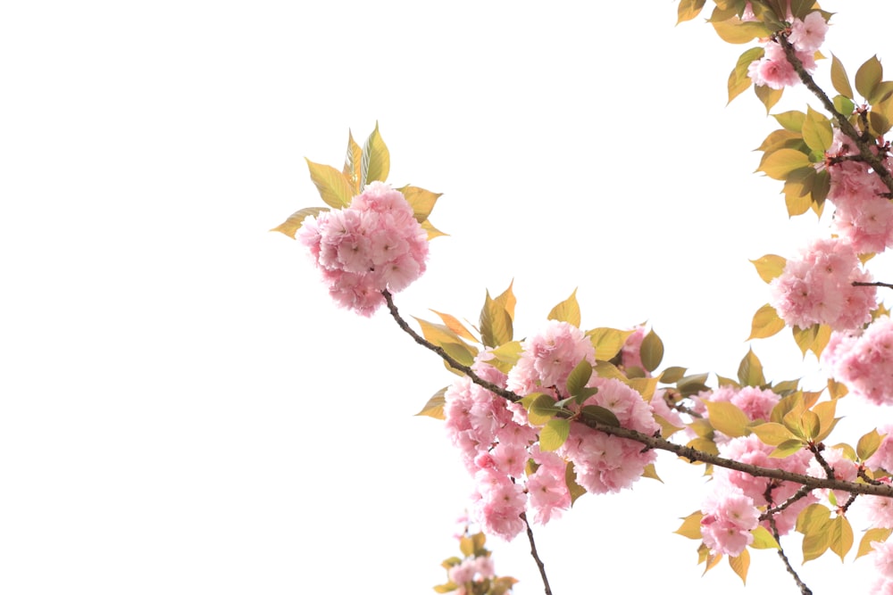 purple and white flower in white background