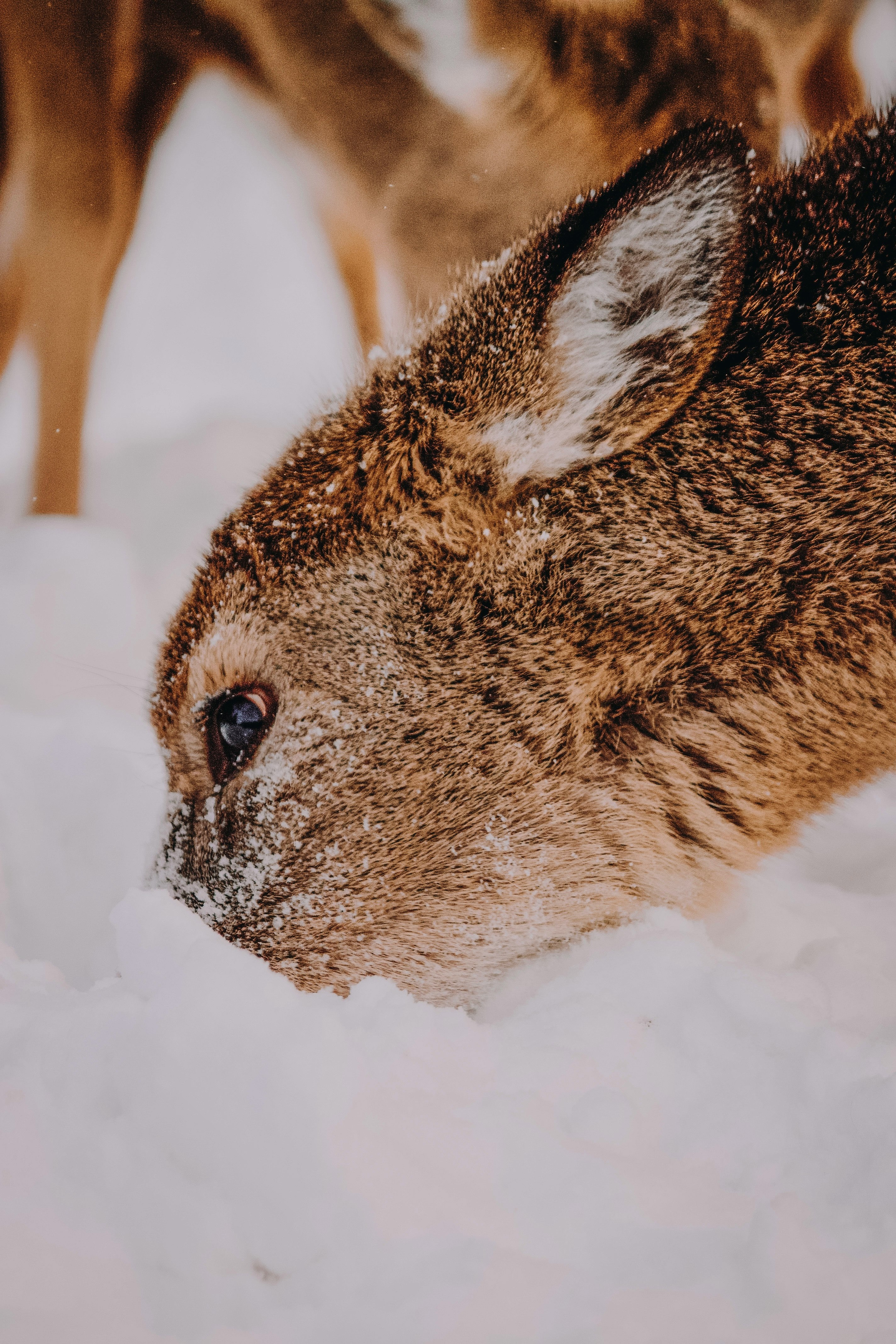 brown and black animal on snow covered ground during daytime