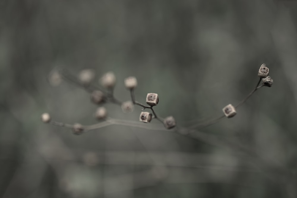 brown plant in tilt shift lens