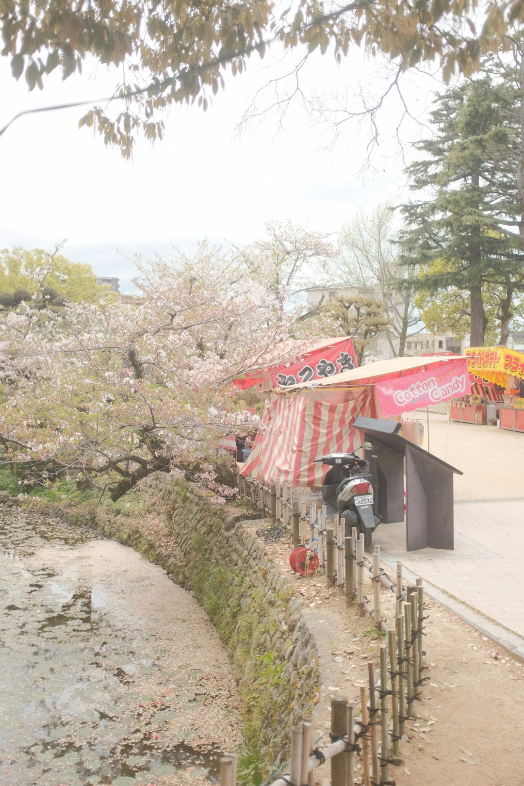 red and white canopy tent near green trees during daytime