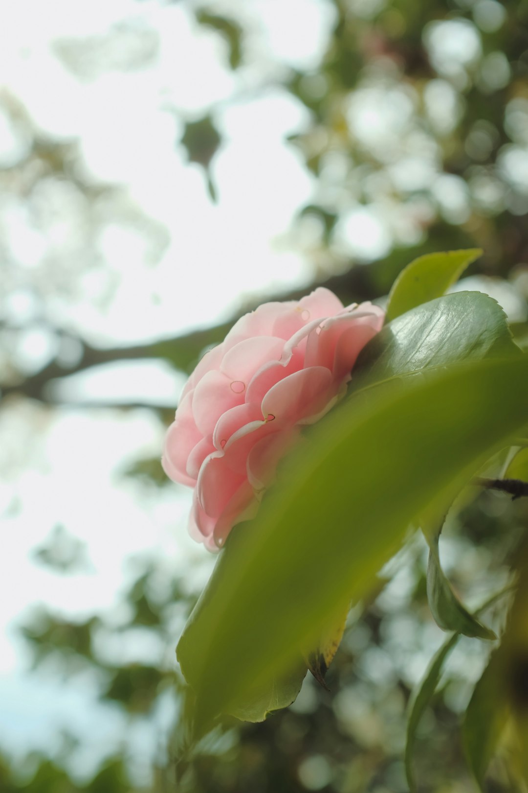 pink flower bud in close up photography