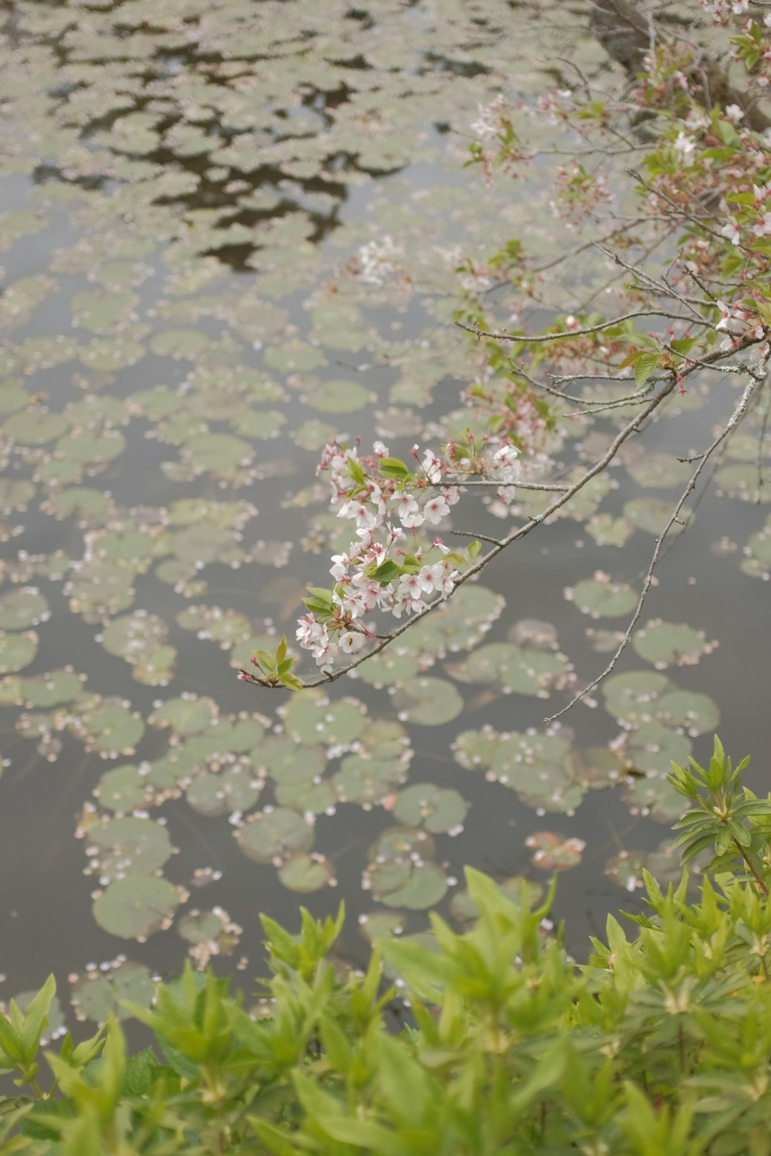 green plant on body of water