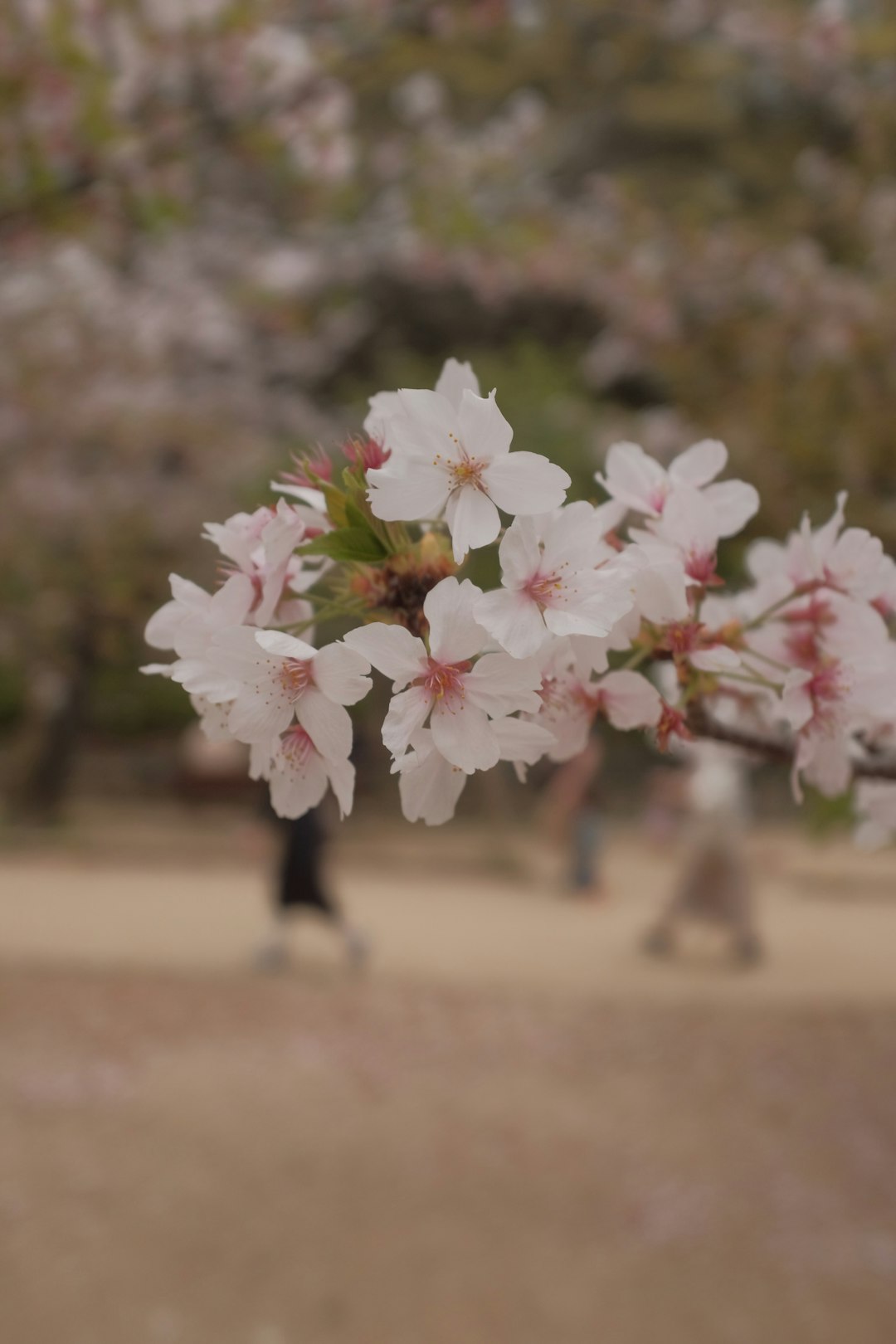 white and red flowers in tilt shift lens