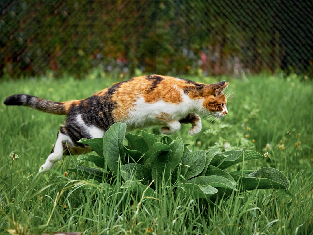 calico cat on green grass during daytime