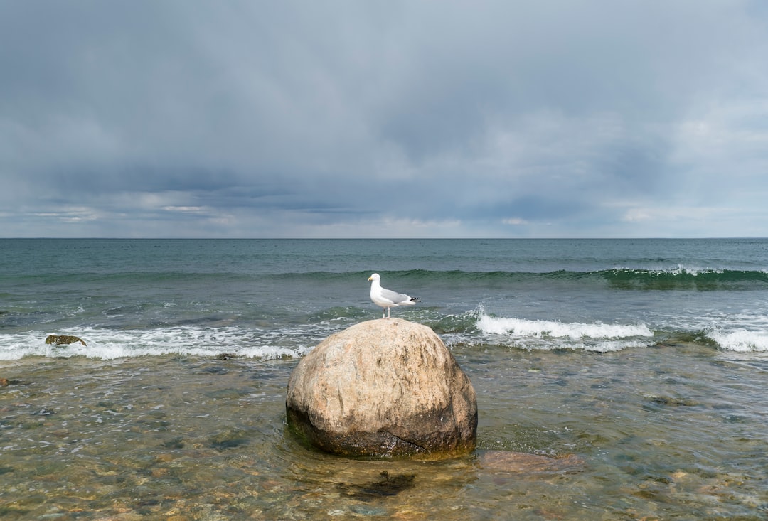 white bird on brown rock near sea during daytime