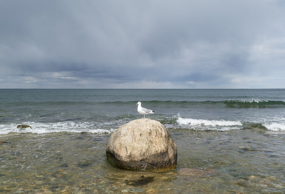 white bird on brown rock near sea during daytime