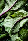 green and purple leaves with water droplets