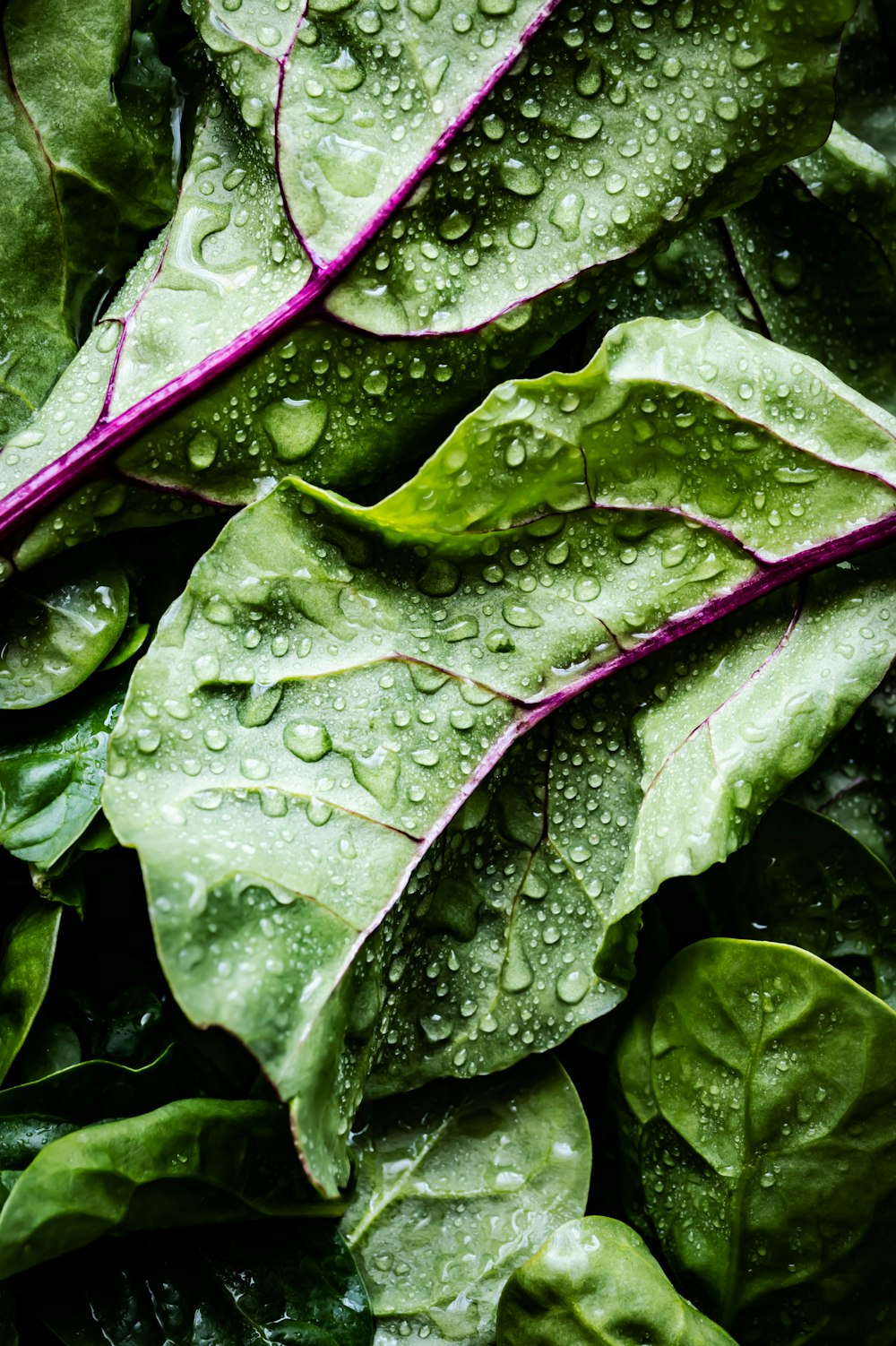 green and purple leaves with water droplets