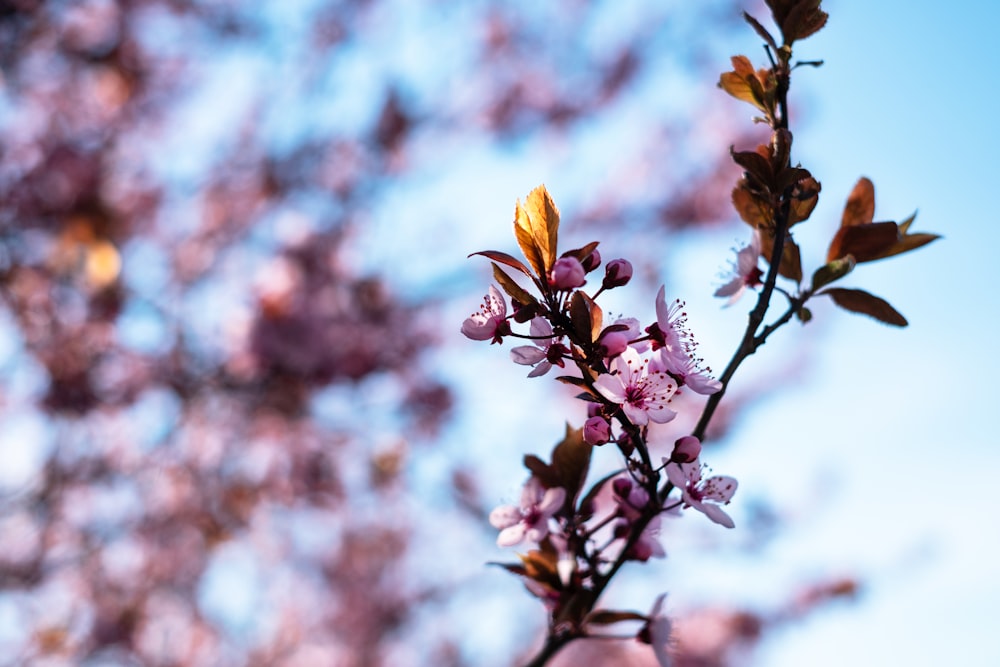 pink and white flower in tilt shift lens