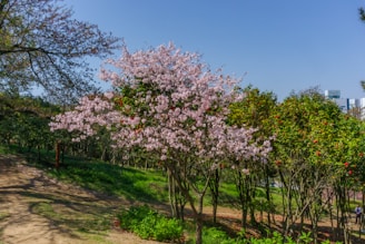 A serene Japanese garden with cherry blossoms in full bloom under a clear blue sky.