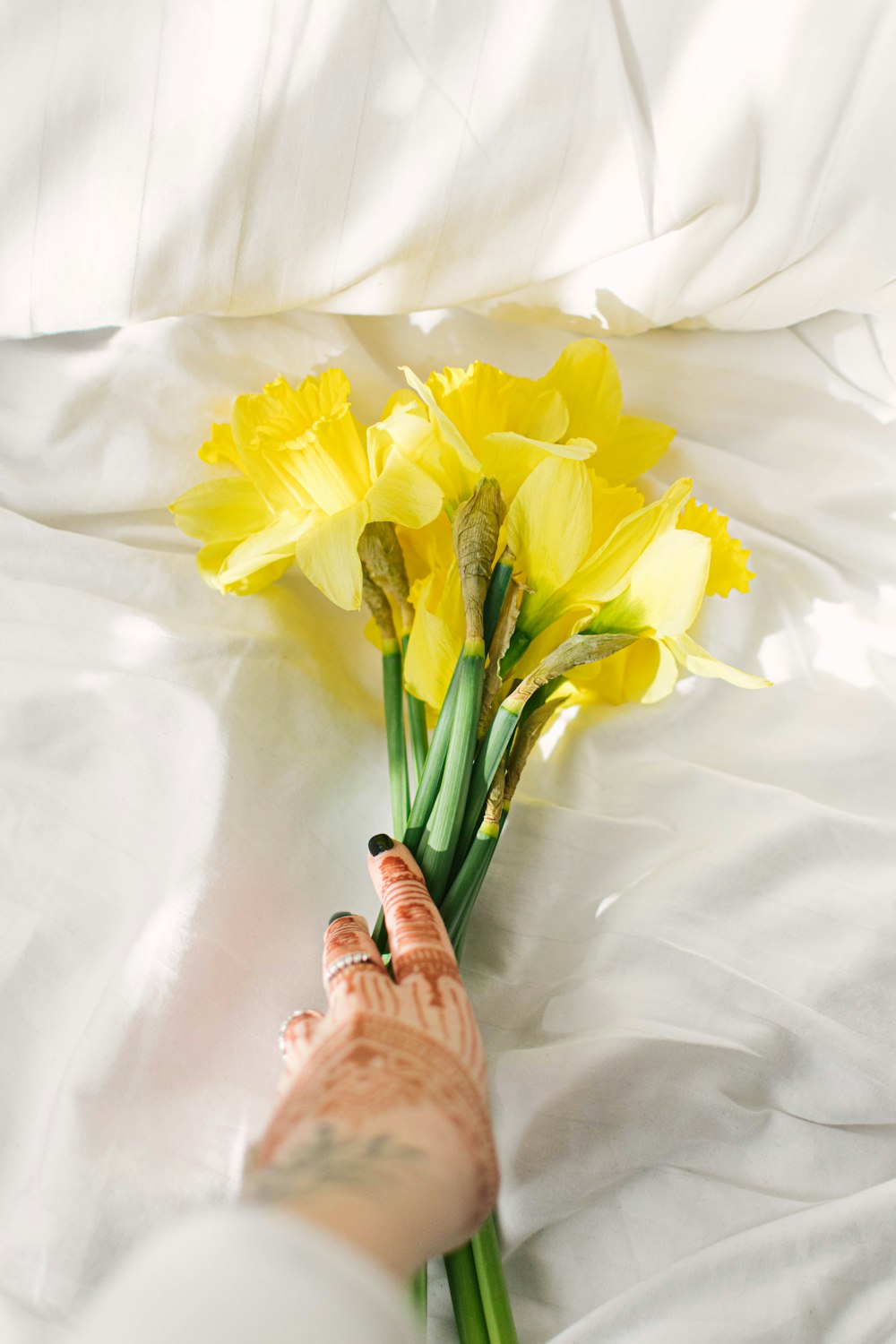 person holding yellow daffodils in white textile
