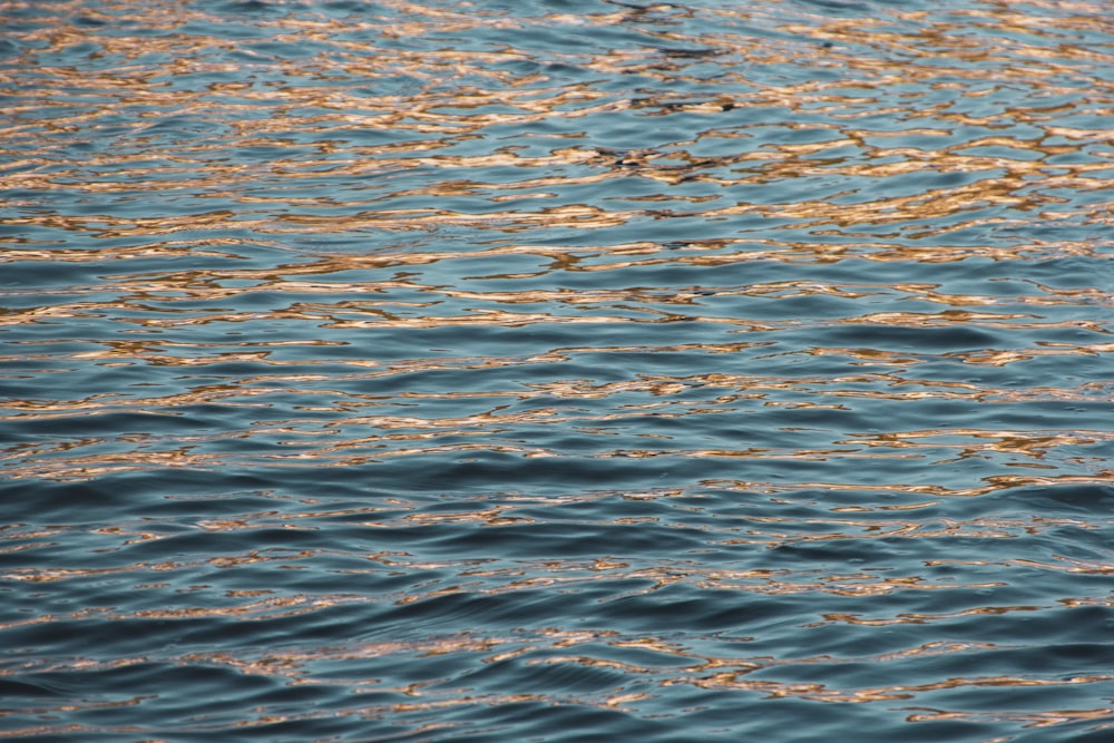 body of water during daytime