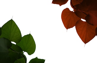 Product image with clipping path applied and clean white background.