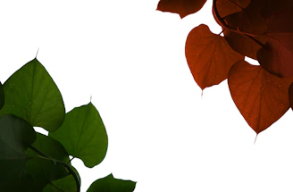 A clean, minimalist ebook cover on health and wellness, featuring fresh green leaves and simple fonts.