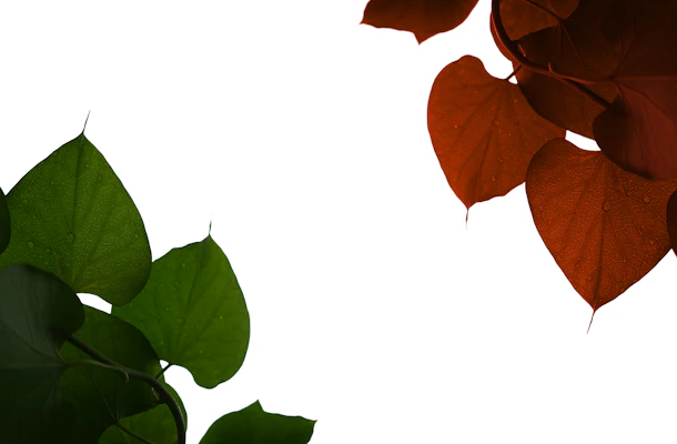 A clean, minimalist ebook cover on health and wellness, featuring fresh green leaves and simple fonts.