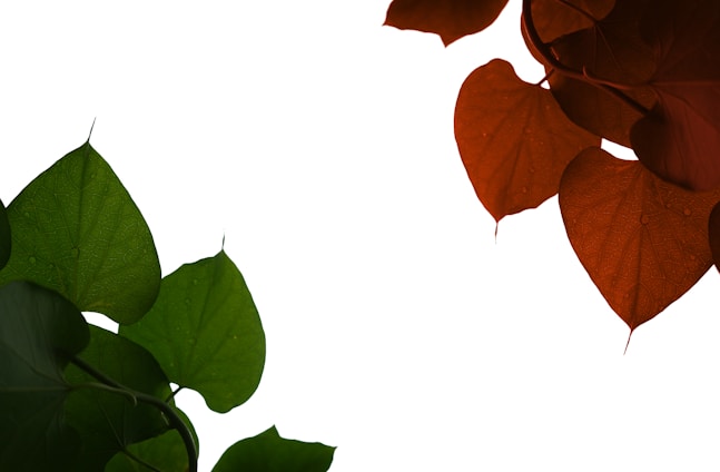 A minimalist logo design featuring green leaves and rice grains.