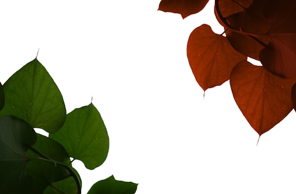 Product image with clipping path applied and clean white background.