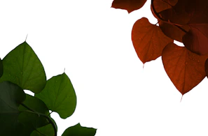 A minimalist, sunrise-inspired depiction of a leafy green vegetable with fresh colors.