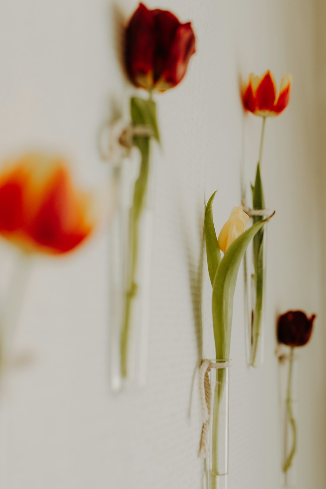 red tulips in clear glass vase