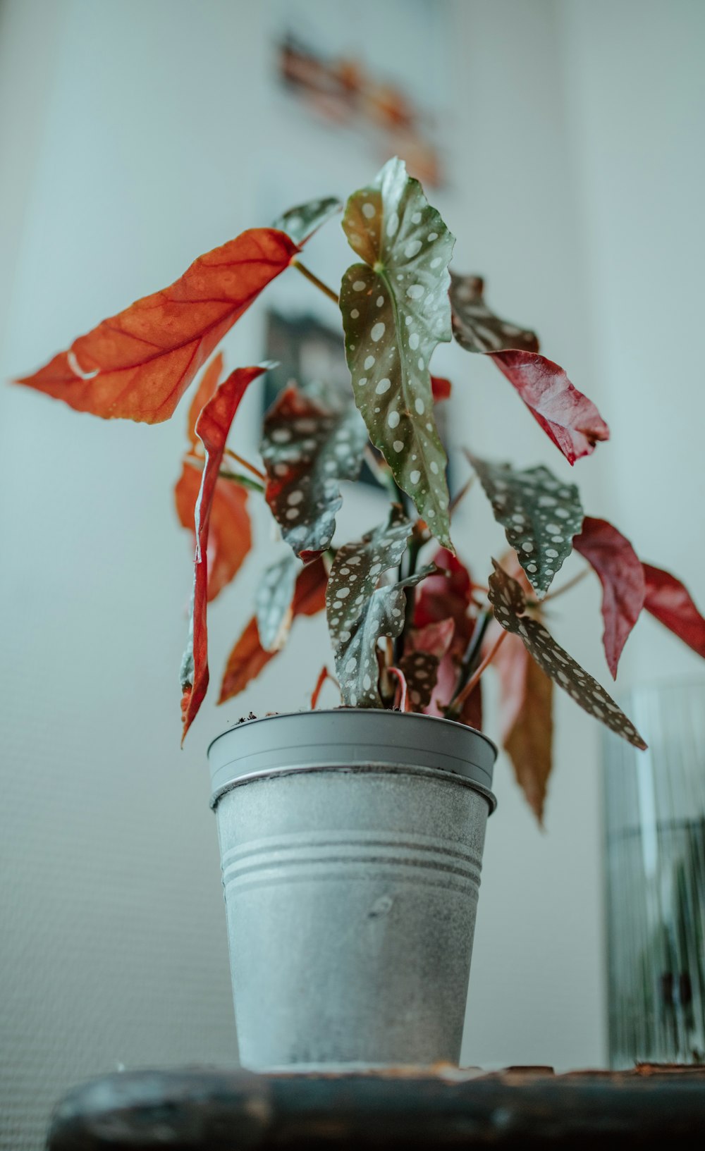 pianta di foglie rosse e verdi in vaso bianco