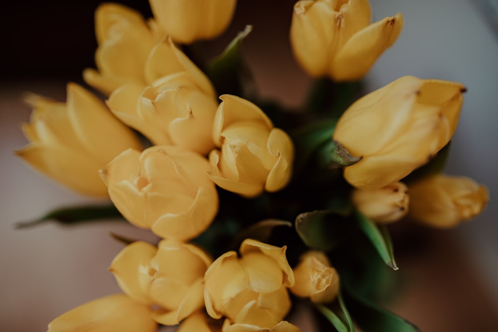 yellow tulips in bloom close up photo