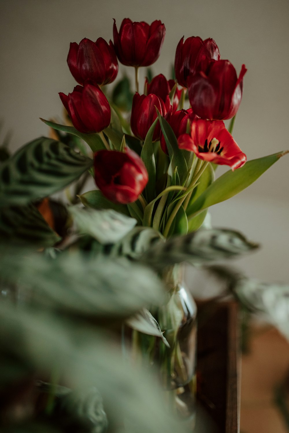 red tulips in clear glass vase