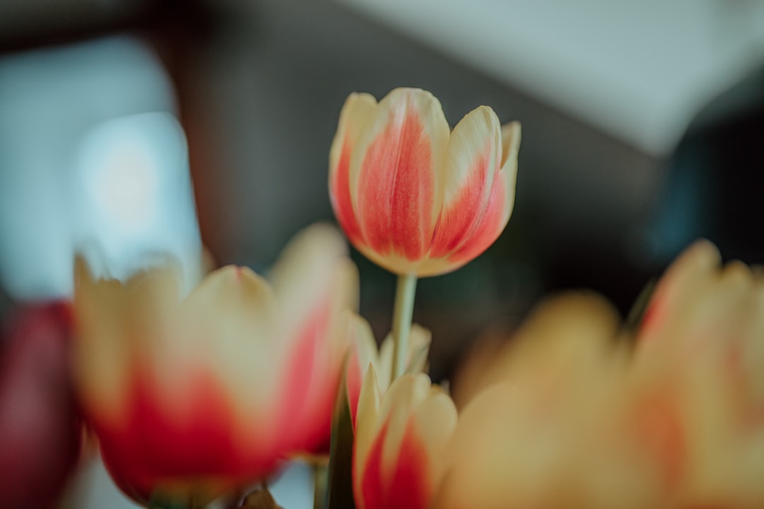 pink and yellow tulip in bloom during daytime