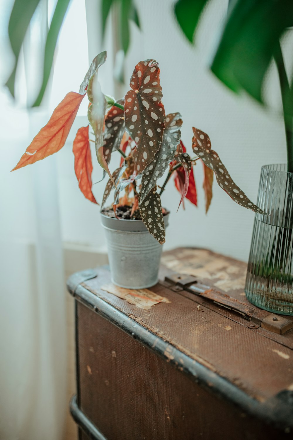 brown plant on white pot