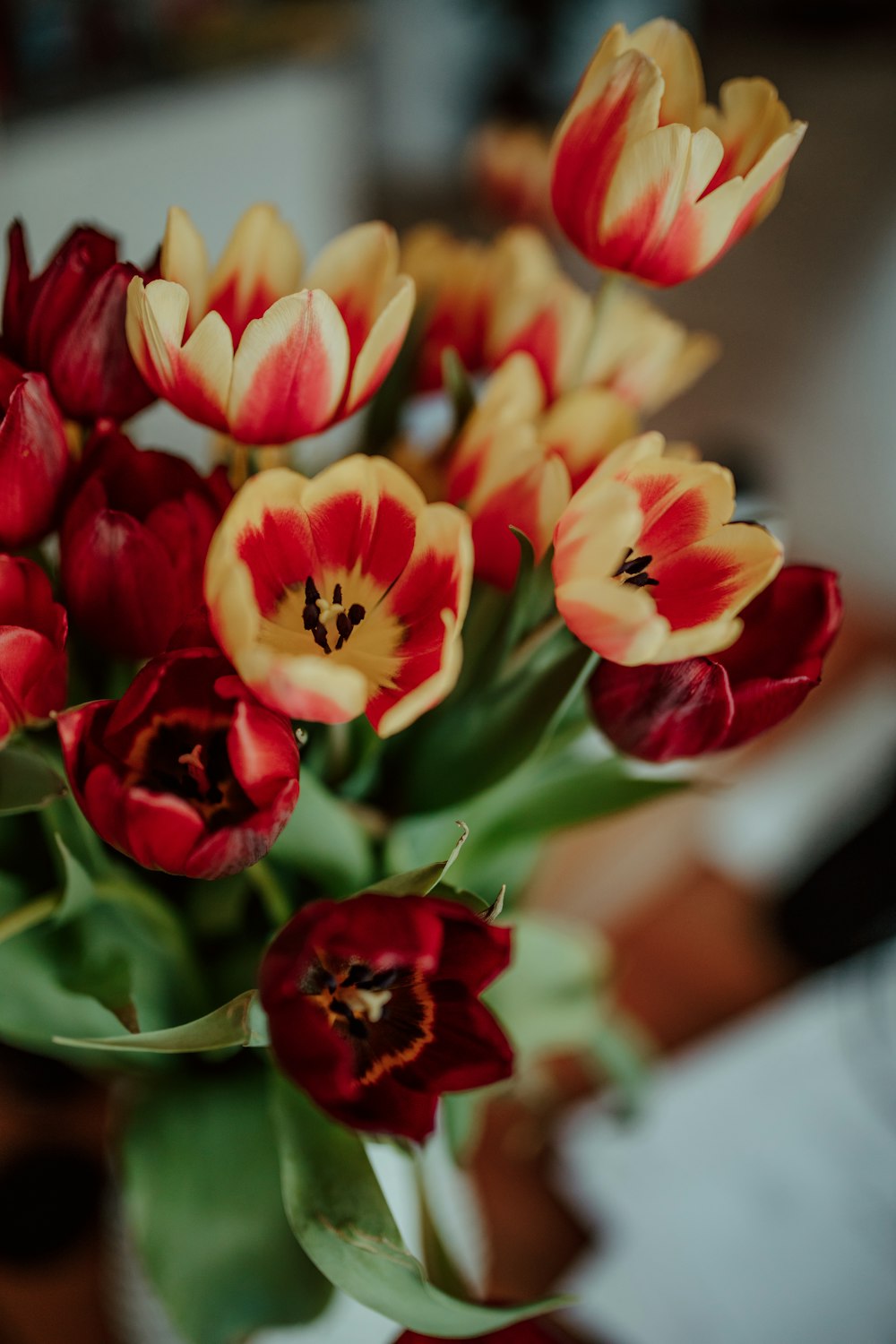 red and yellow tulips in bloom