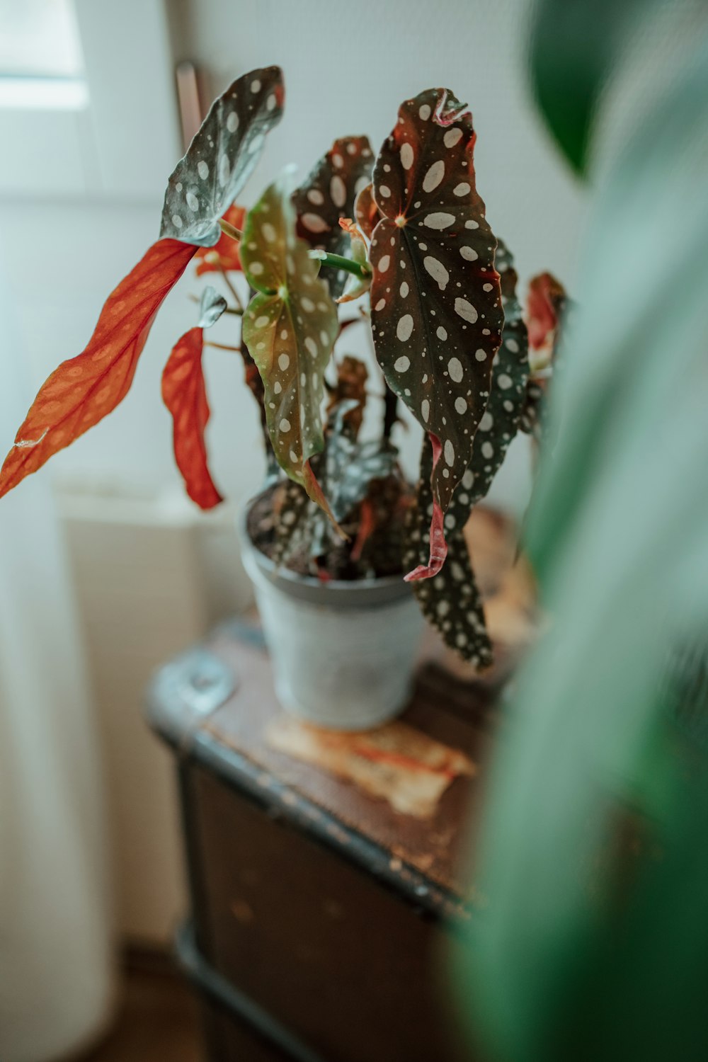 green and brown plant on white ceramic pot