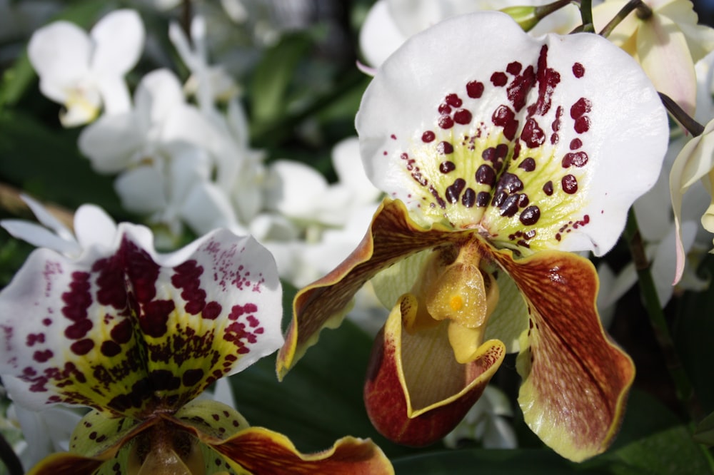 white and green flower in close up photography