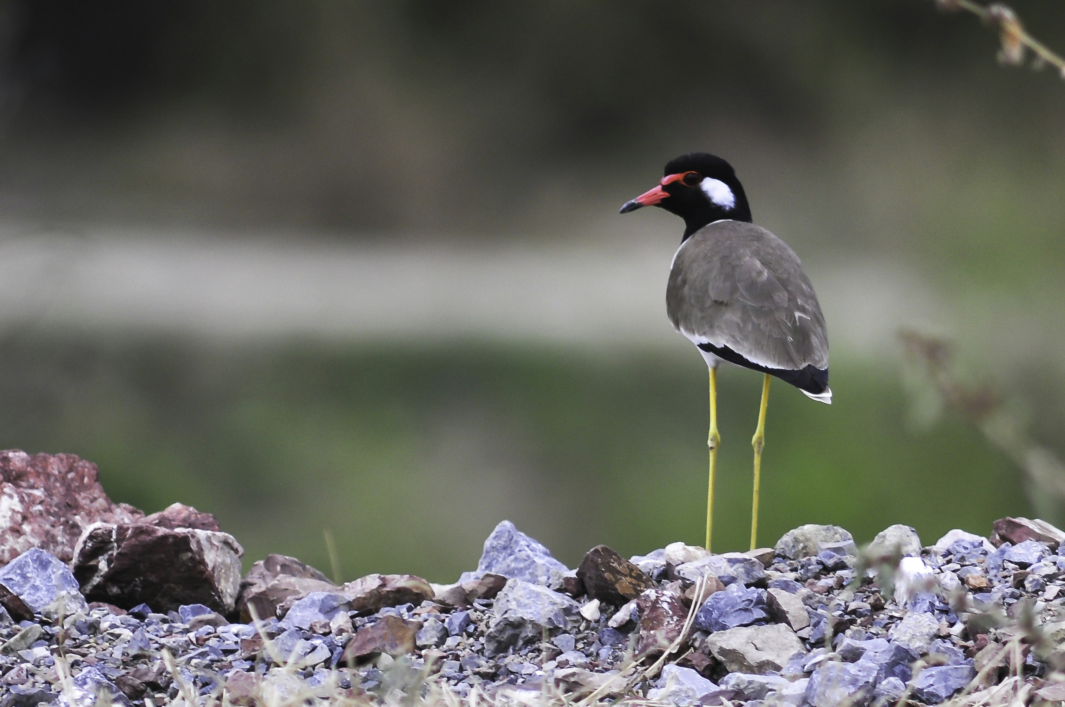 Pájaro blanco y negro sobre piedra gris y blanca