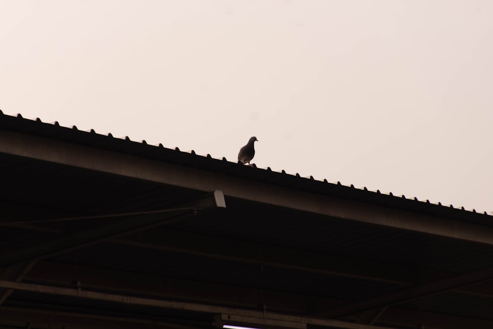 black and white bird on roof