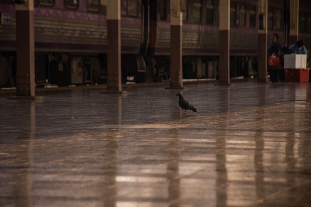 black bird on brown wooden floor