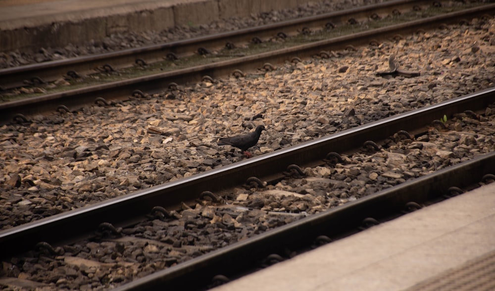 black bird on train rail during daytime
