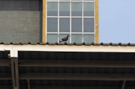 pigeon neting in bannerghatta