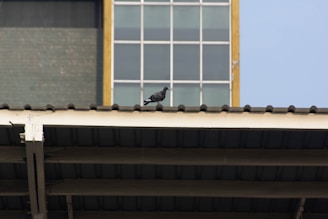 A professional installation of anti pigeon nets in whitefield