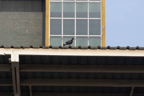 Close-up of safe, sleek pigeon repellent spikes installed on a shop roof edge.