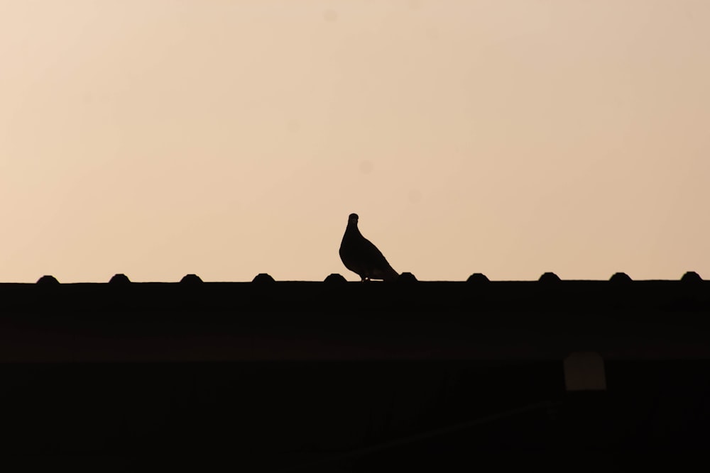 silhouette of bird on roof during daytime