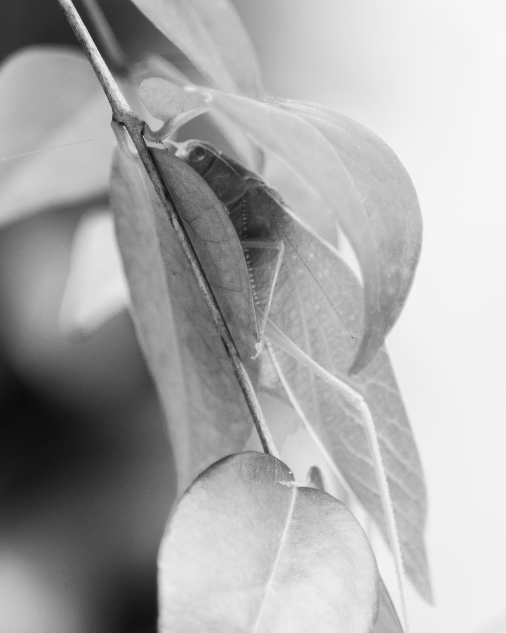 grayscale photo of green leaf