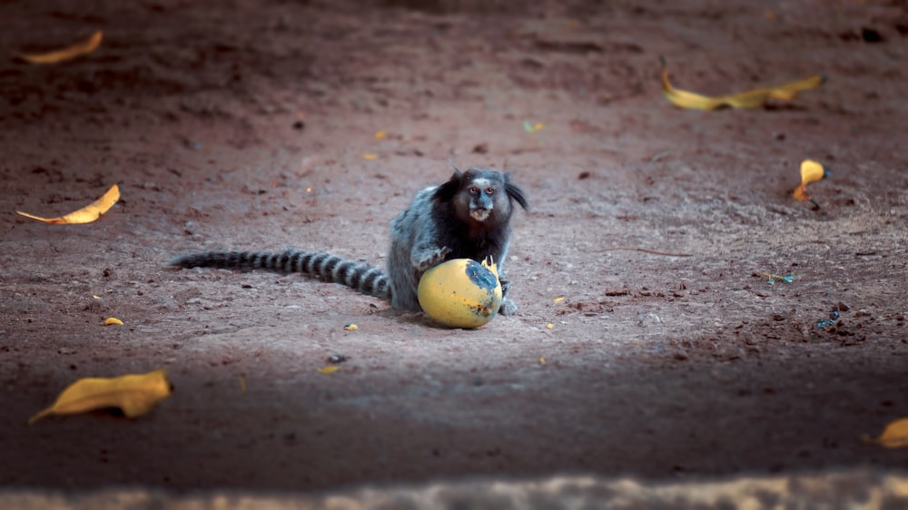 black and white animal on ground