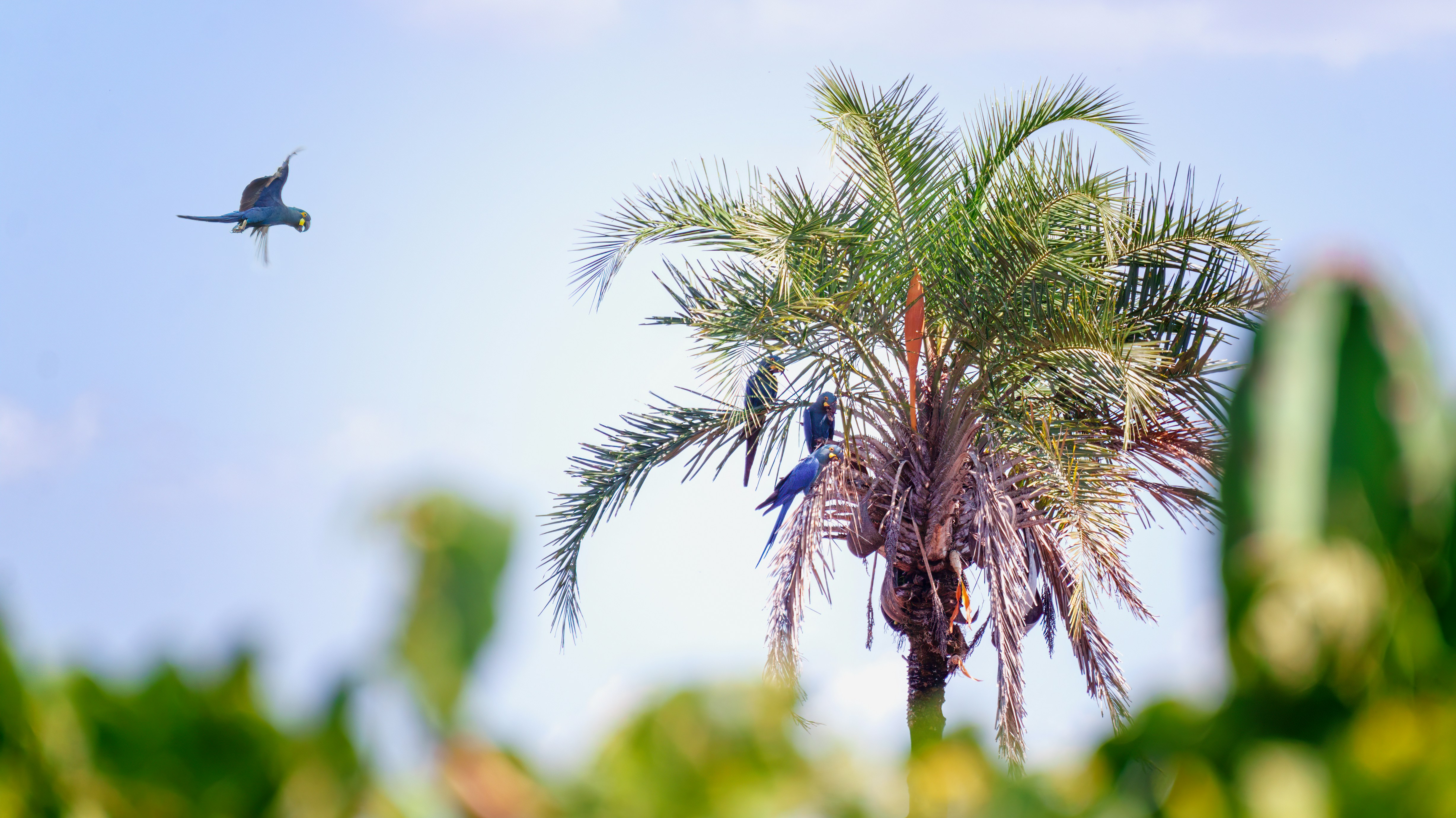 green palm tree under blue sky during daytime