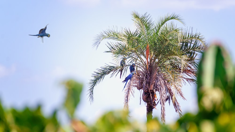 green palm tree under blue sky during daytime