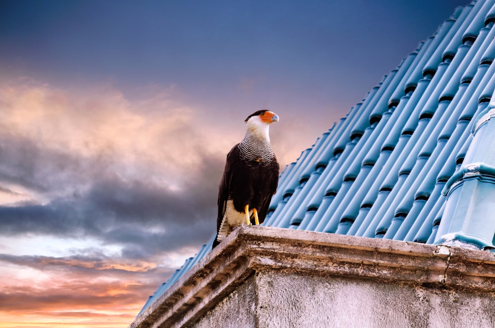 black and white bird on top of gray concrete building