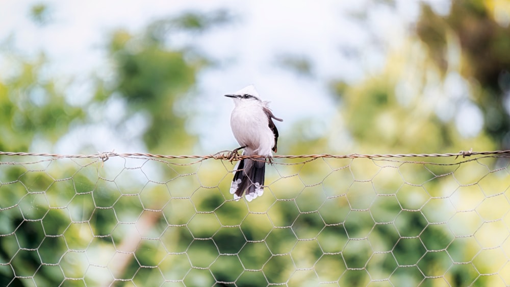 white and black bird on brown metal fence during daytime